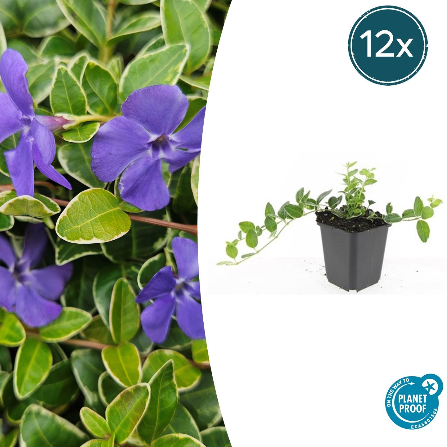 12x Vinca minor 'Argenteovariegata' Bodendecker - Immergrün