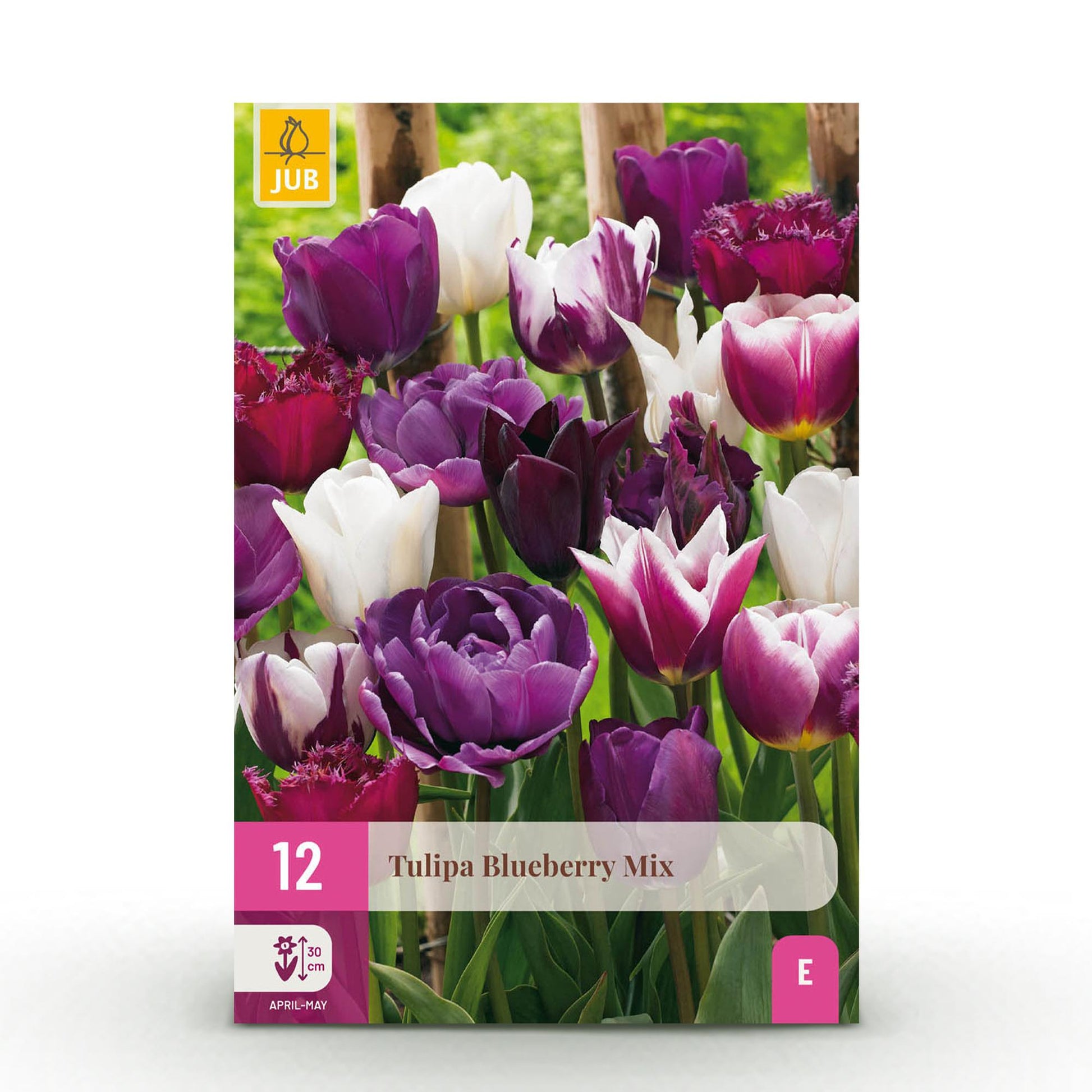 Tulipa Blueberry Mix bloembollen – kleurrijke tulpen voor tuin, balkon en terras, levendige voorjaarsbloei"