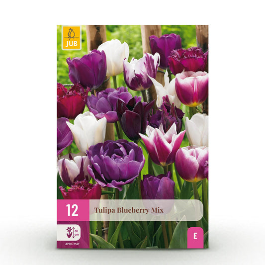 Tulipa Blueberry Mix bloembollen – kleurrijke tulpen voor tuin, balkon en terras, levendige voorjaarsbloei"