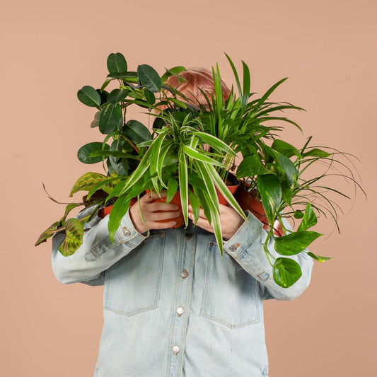 Doos met 12 diverse kamerplanten met kleine schoonheidsfoutjes in duurzame zwarte jute plantenmanden – Groene Kneusjesbox – duurzaam en verrassend. Planttoday