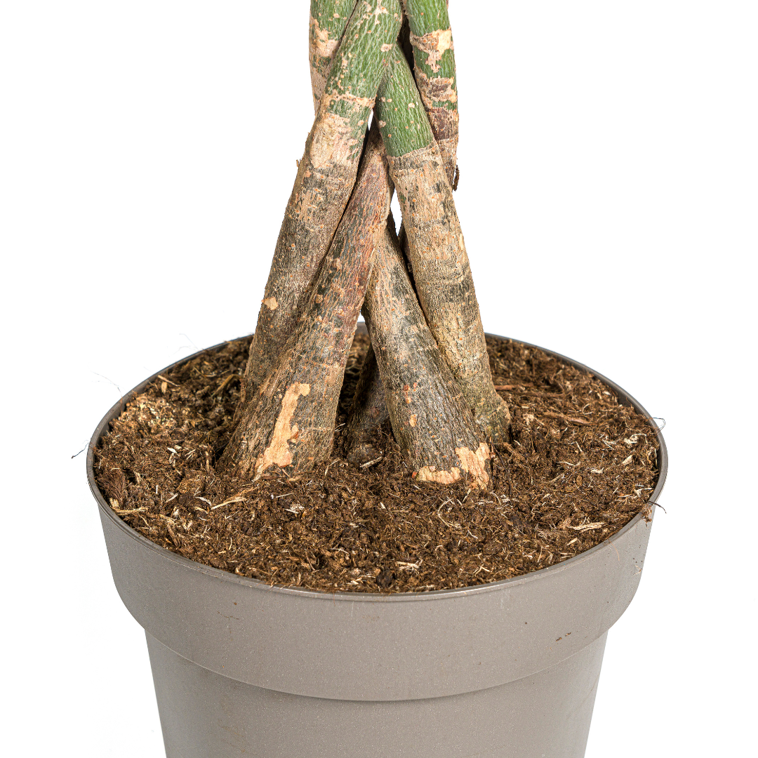 Pachira Aquatica geldboom Ø27cm ↕130-150cm met gevlochten stam en groene bladeren – tropische kamerplant