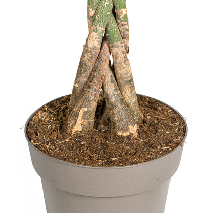Pachira Aquatica geldboom Ø27cm ↕130-150cm met gevlochten stam en groene bladeren – tropische kamerplant