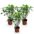 3 x Tuinplant | Hydrangea panniculata Limelight | Pluimhortensia | Lime Groen