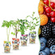 4 x Fruitplanten | Regenboog | Rode Bes | Gele Framboos | Zwarte Braam | Blauwe Bes