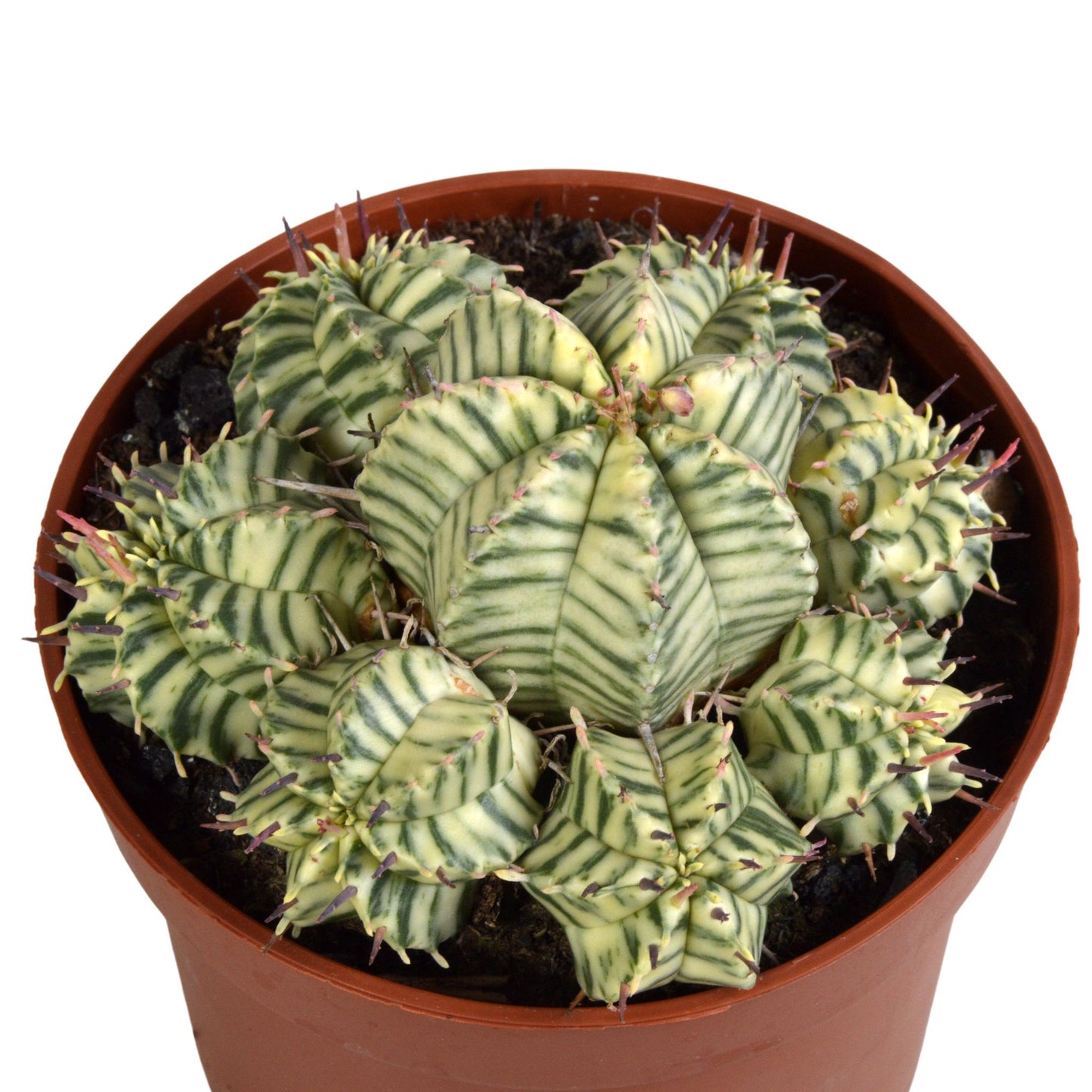 Euphorbia meloformis variegata | Bonte Wolfsmelk | Cactus -Vetplant