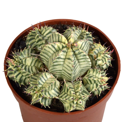Euphorbia meloformis variegata | Bonte Wolfsmelk | Cactus -Vetplant
