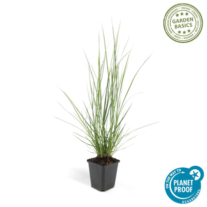 Pennisetum alopecuroides 'Hameln' – 6 siergrassen in Ø9 cm pot – romige pluimen, onderhoudsvriendelijk, geschikt voor borders, potten en solitair in tuin