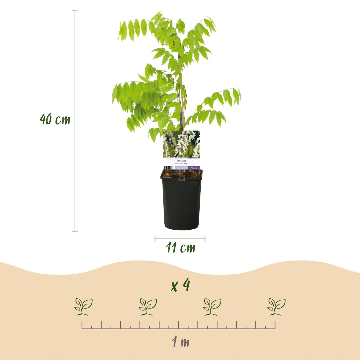 Blauwe regen - Wisteria floribunda Alba - Bloem Wit  - Pot 11cm Hoogte 40cm
