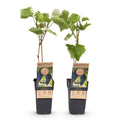 Vitis vinifera ‘Boskoop Glory’ – blauwe druivenplant, set van 2 planten in pot Ø15cm, hoogte ongeveer 50cm, met zoete blauwe druiven."