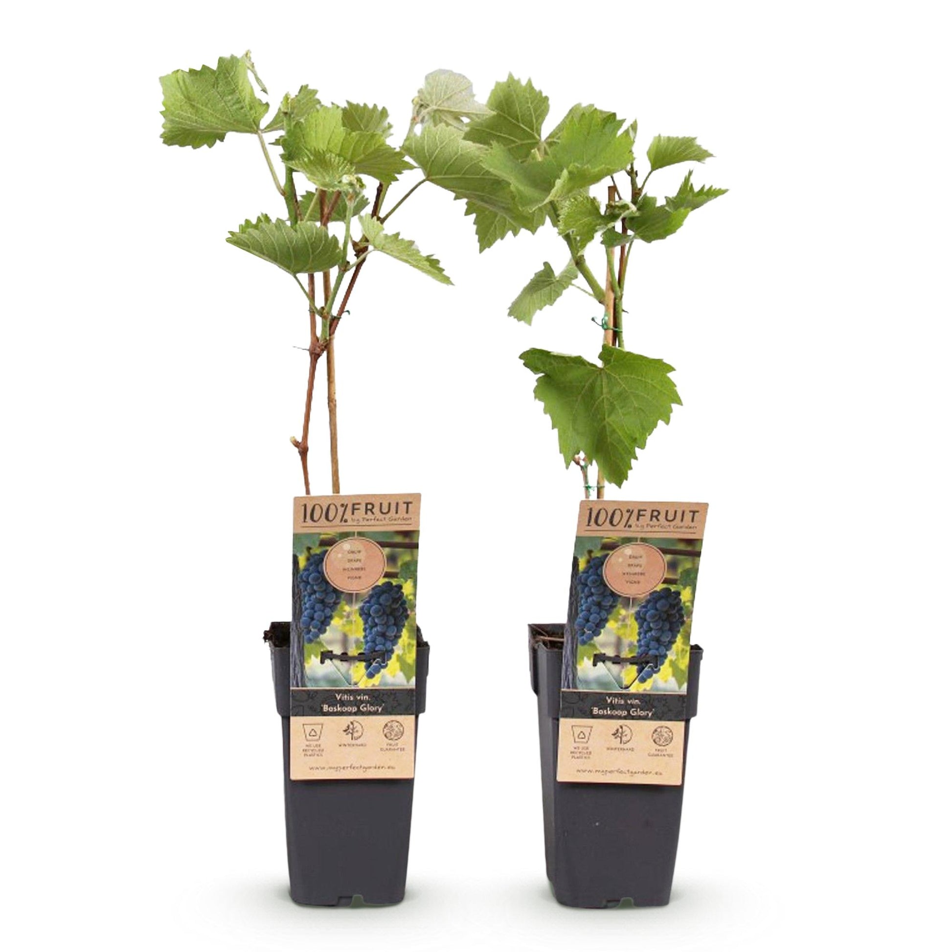 Vitis vinifera ‘Boskoop Glory’ – blauwe druivenplant, set van 2 planten in pot Ø15cm, hoogte ongeveer 50cm, met zoete blauwe druiven."