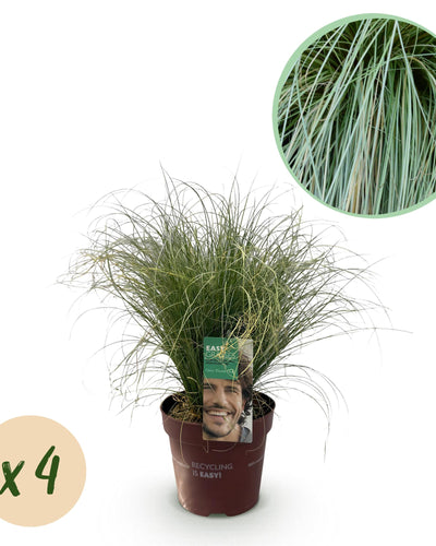 Bladhoudend siergras Carex comans met zilvergroene bladeren