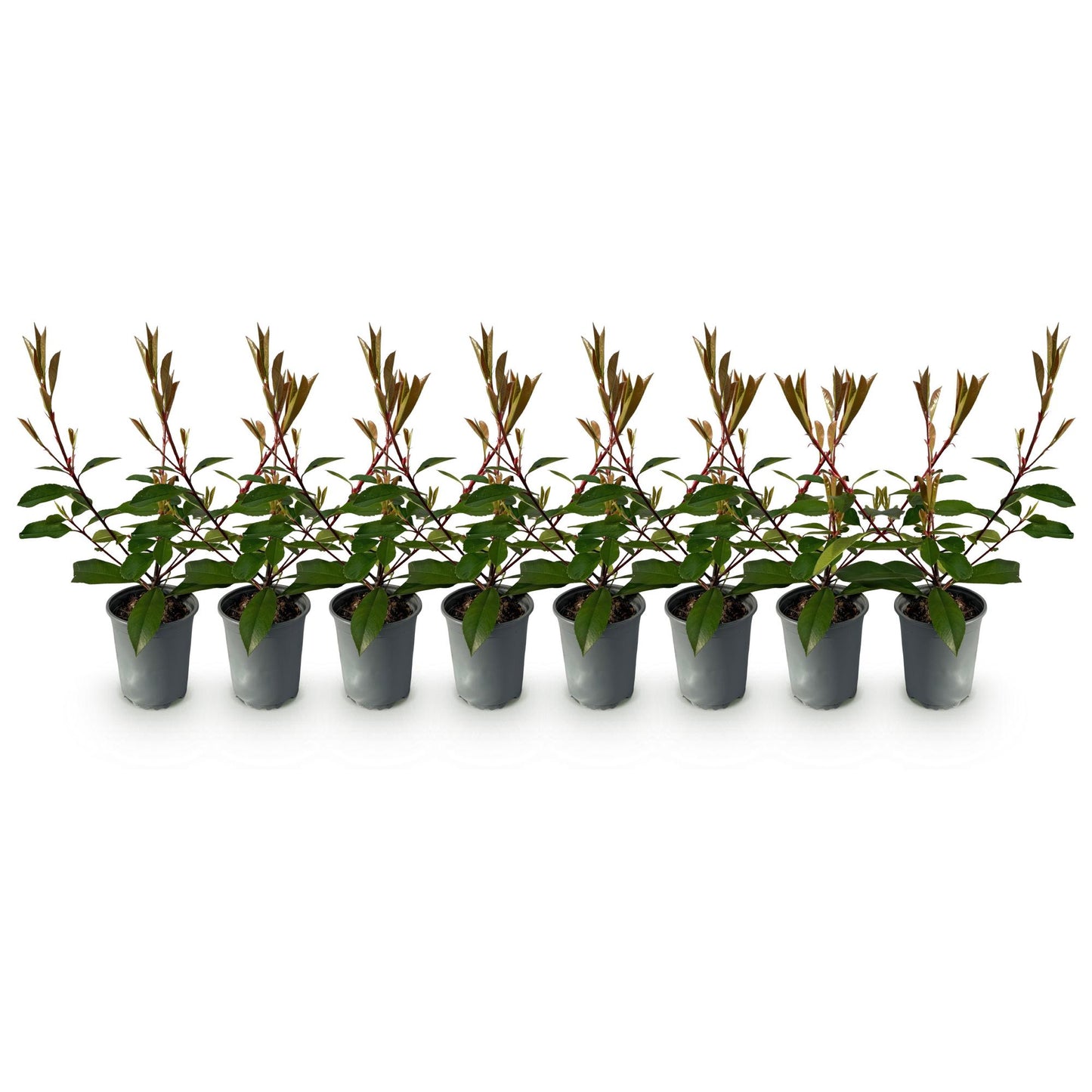 Photnia fraseri Red Robin - blad rood groen  - 8 planten - 1 strekkende meter - groenblijvend - Haagplant- pot 9cm hoogte 30-35cm