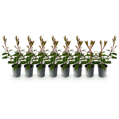 Photnia fraseri Red Robin - blad rood groen  - 8 planten - 1 strekkende meter - groenblijvend - Haagplant- pot 9cm hoogte 30-35cm