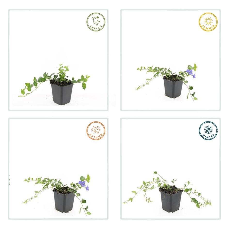 12x Vinca minor 'Argenteovariegata' Bodendecker - Immergrün