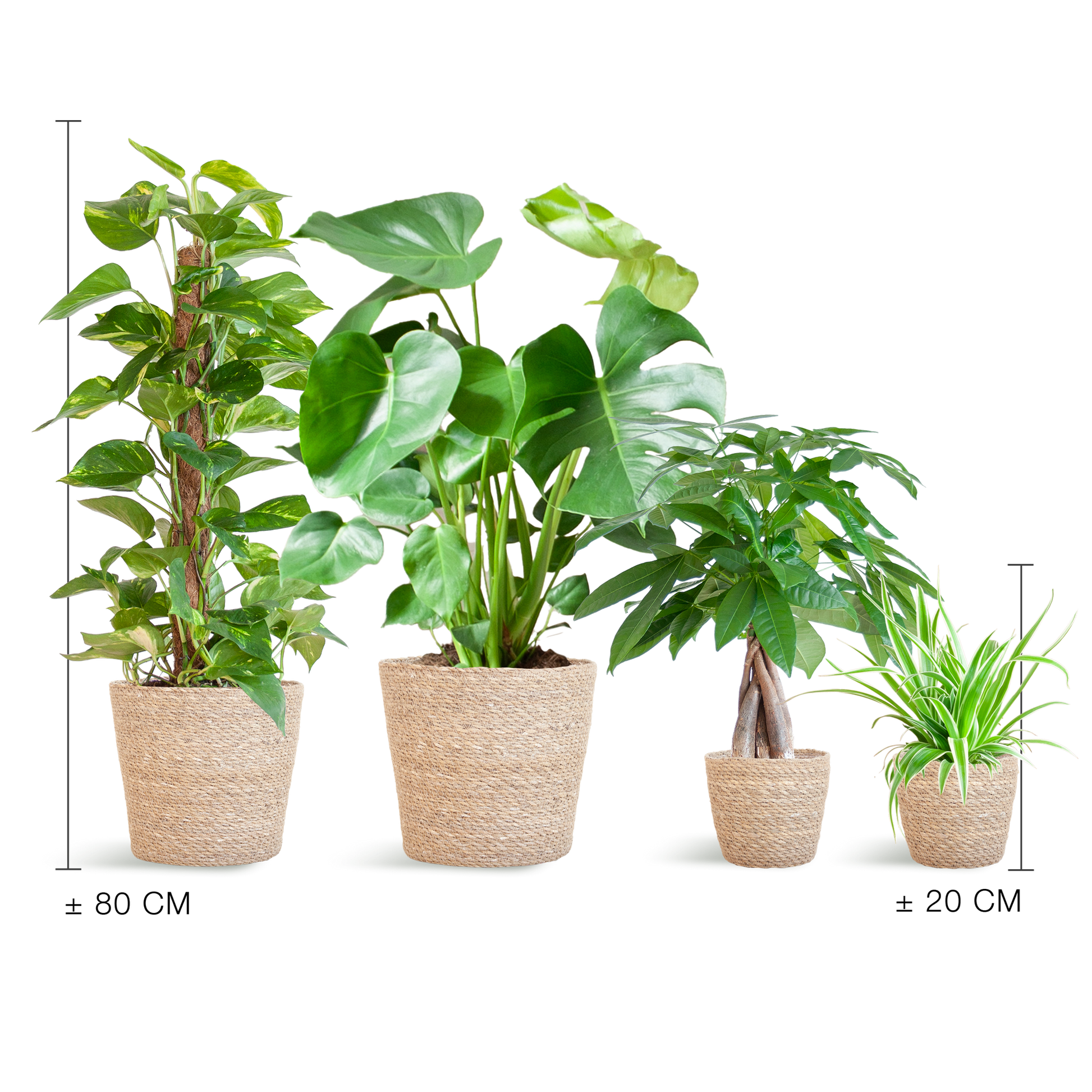 Easy Care Plantenbox medium met 4 onderhoudsarme kamerplanten in beige Sofia mand van zeegras
