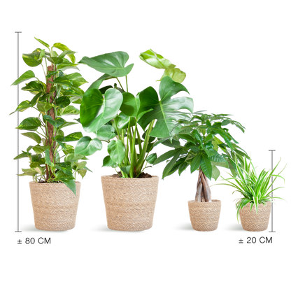 Easy Care Plantenbox medium met 4 onderhoudsarme kamerplanten in beige Sofia mand van zeegras
