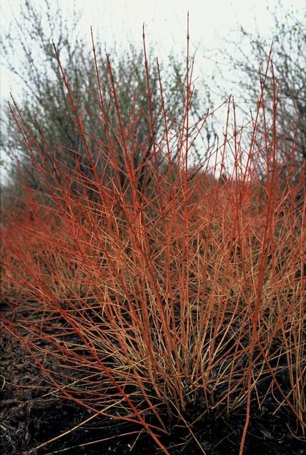 Winterstruik Cornus Midwinter Fire – Rode takken sierheester voor kleur in de winter