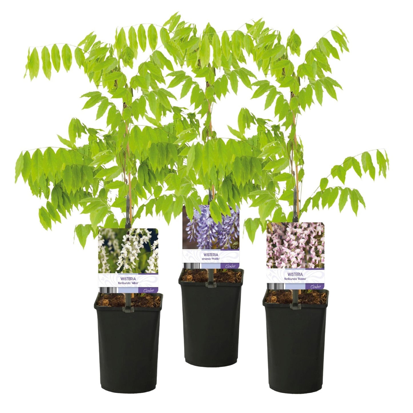 Wisteria floribunda Tricolour – set van drie blauweregen variëteiten met witte, blauwe en roze bloemen voor een kleurrijke en sfeervolle tuin