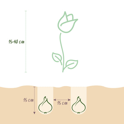 Bloembollen mix uit Holland in cadeauverpakking – kleurrijke bloemen voor tuin, balkon en terras – 125 stuks