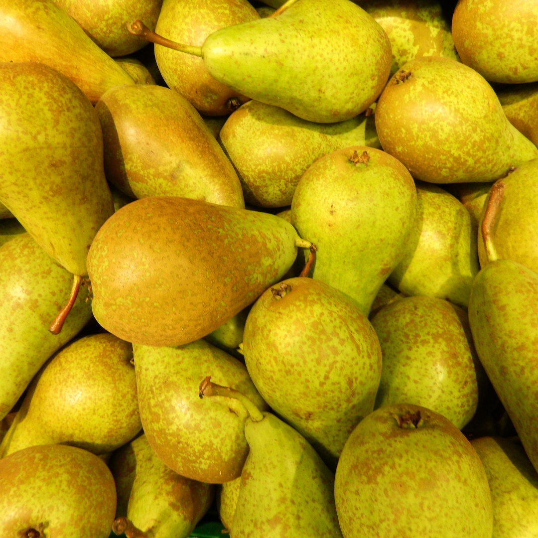 Biologische Perenboom Pyrus communis van 60 cm hoog in pot Ø 20 cm – compacte fruitboom met groene bladeren en zoete peren, geschikt voor tuin of balkon. Nu bij Planttoday