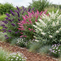 3 x Buddleja davidii Tricolour | Vlinderstruik | Winterhard