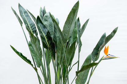 Strelitzia Reginae XL | Mega Kamerplant