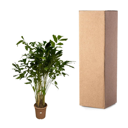 Caryota Mitis | XXL Kamerplant | Visgraatpalm