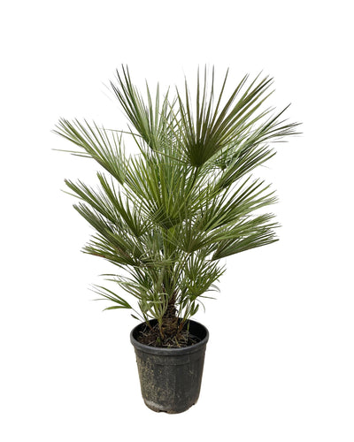 Chamaerops Humilis | Tuin | Kamerplant - Planttoday