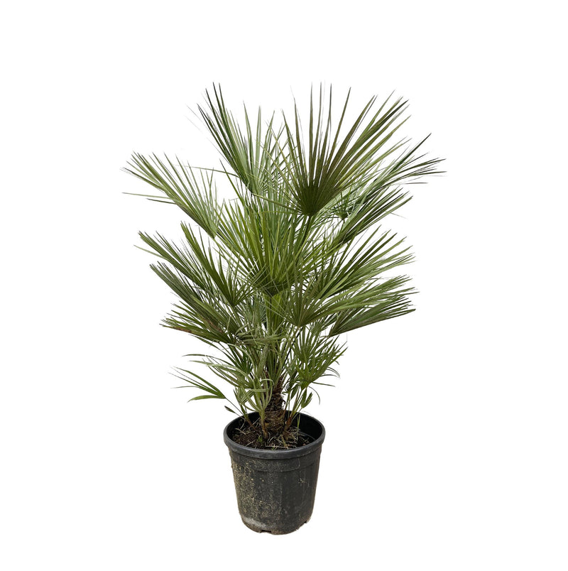 Chamaerops Humilis | Tuin | Kamerplant - Planttoday