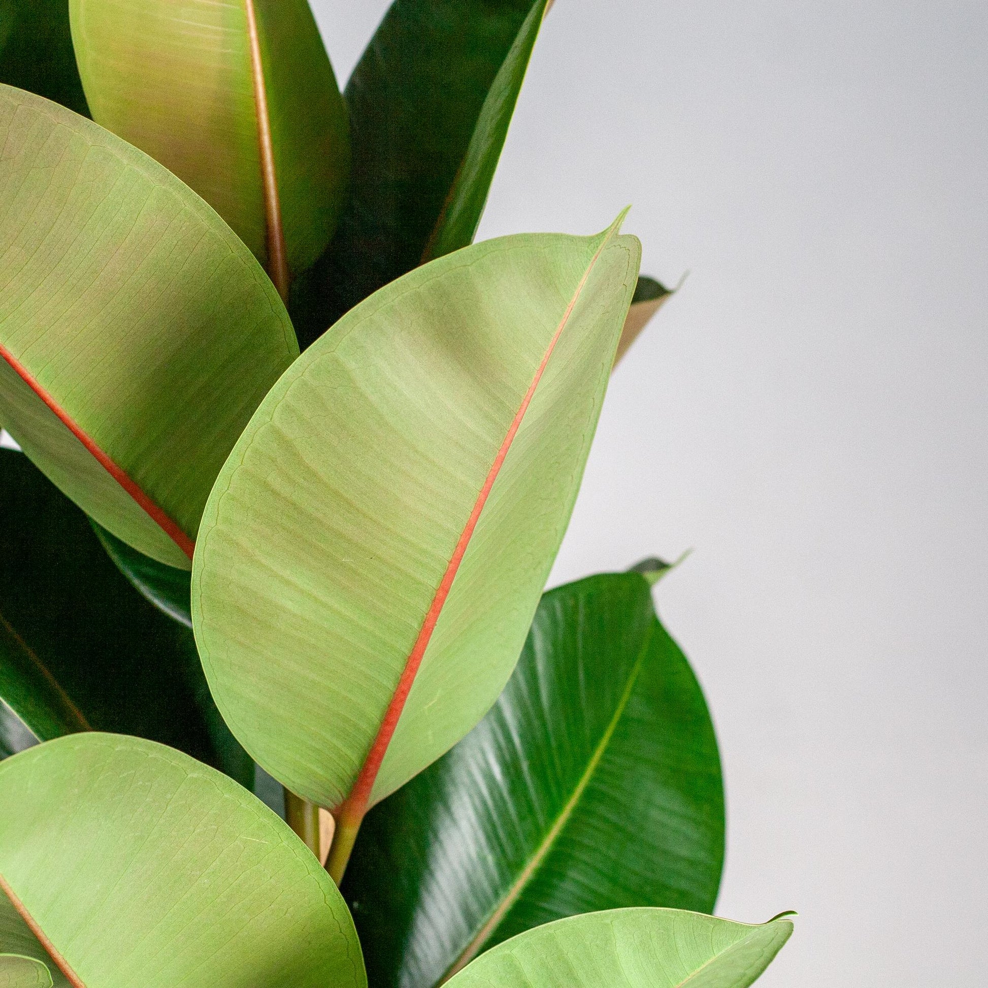 Ficussen zijn al jaren zeer populaire kamerplanten. De plant is populair door de vele soorten en maten die er zijn. Hij wordt ook wel eens Rubberboom, vioolbladplant of tabaksplant genoemd en komt oorspronkelijk uit het westen van Afrika. In ons assortiment vind je onder andere de Ficus Lyrata met groot blad, Ficus Benjamina, die ook wel Treurbijg word genoemd, met klein blad en de Ficus Microcarpa die lijkt op een bonsaiboom.
