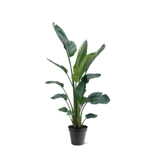 Strelitzia Nicolai XXL | Mega Kamerplant
