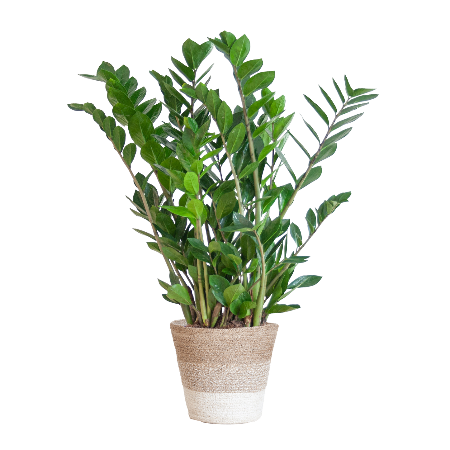 Zamioculcas Zamiifolia combi deal | Kamerplant | ZZ Plant