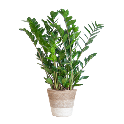 Zamioculcas Zamiifolia combi deal | Kamerplant | ZZ Plant