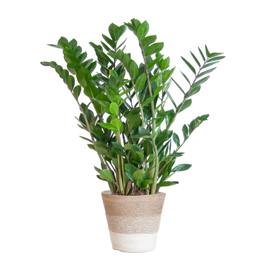 Zamioculcas Zamiifolia combi deal | Kamerplant | ZZ Plant