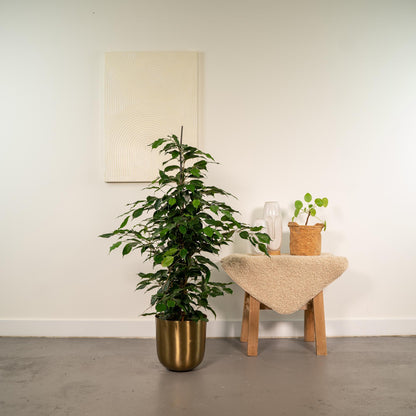 Ficus benjamina Danielle | Houseplant with Pot Mayk Gold