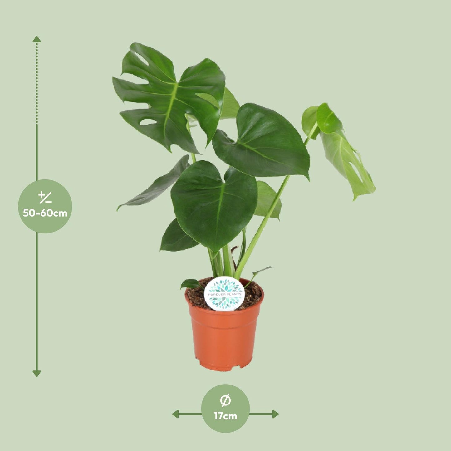 Monstera Deliciosa  - Ø17cm - ↕55cm  Monkey Leaf