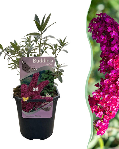 Buddleja davidii Royal Red Schmetterlingsstrauch – Tiefrote Blüten – Zieht Schmetterlinge an