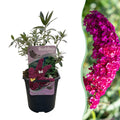 Buddleja davidii 'Royal Red' – Aantrekkelijke vlinderstruik