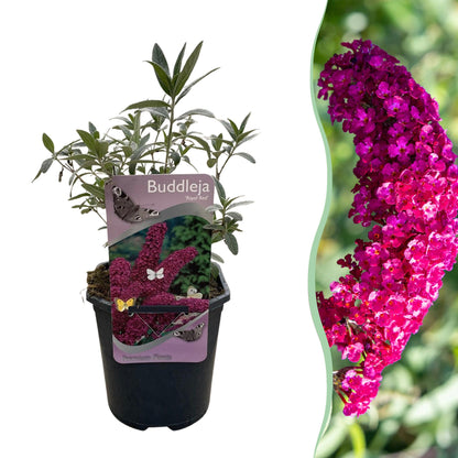 Buddleja davidii Royal Red Vlinderstruik – Dieprode Bloemen – Vlinderlokkend