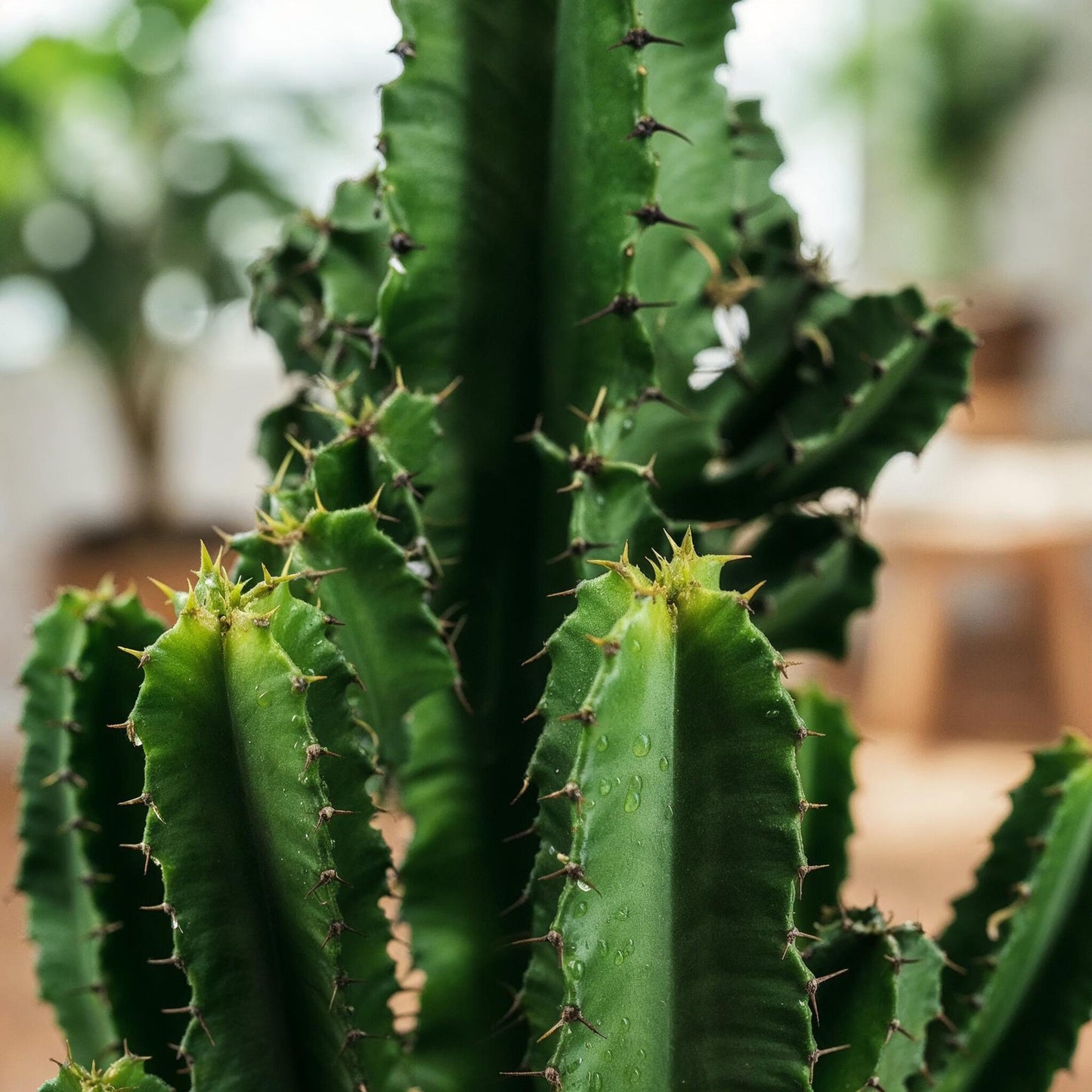 2 x Euphorbia eritrea Kamerplant | Afrikaanse melkboom | Cactus