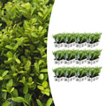 llex crenata 'Jenny' Mix | Buitenplant | Japanse hulst – 6 soorten - Planttoday