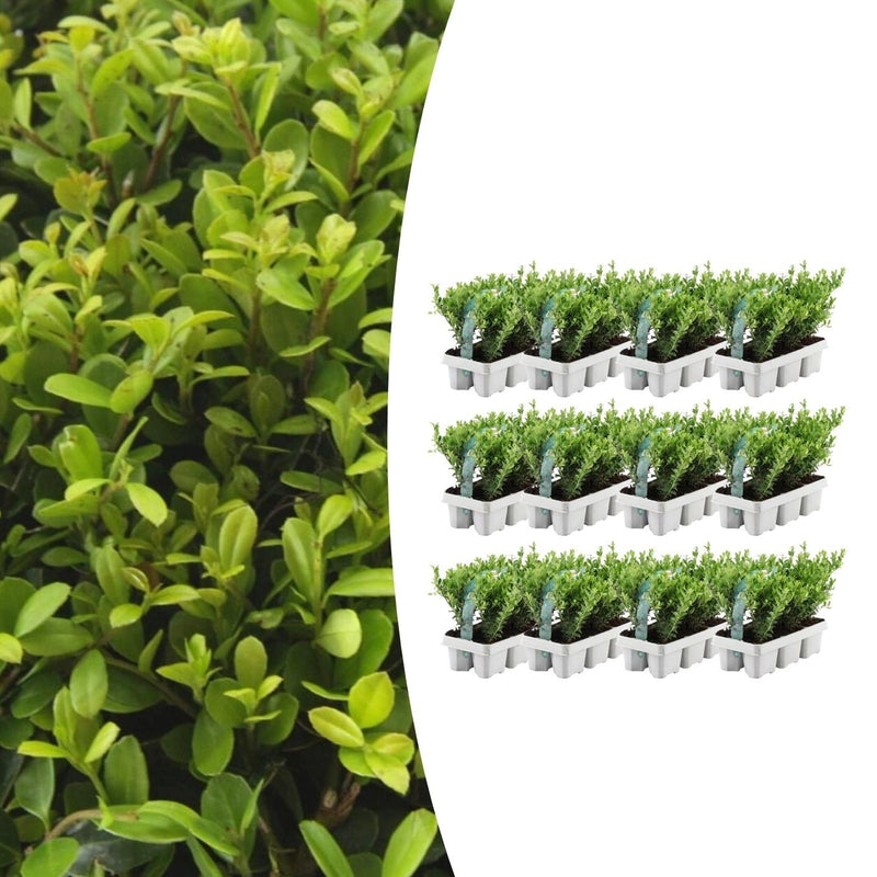 llex crenata 'Jenny' Mix | Buitenplant | Japanse hulst – 6 soorten - Planttoday