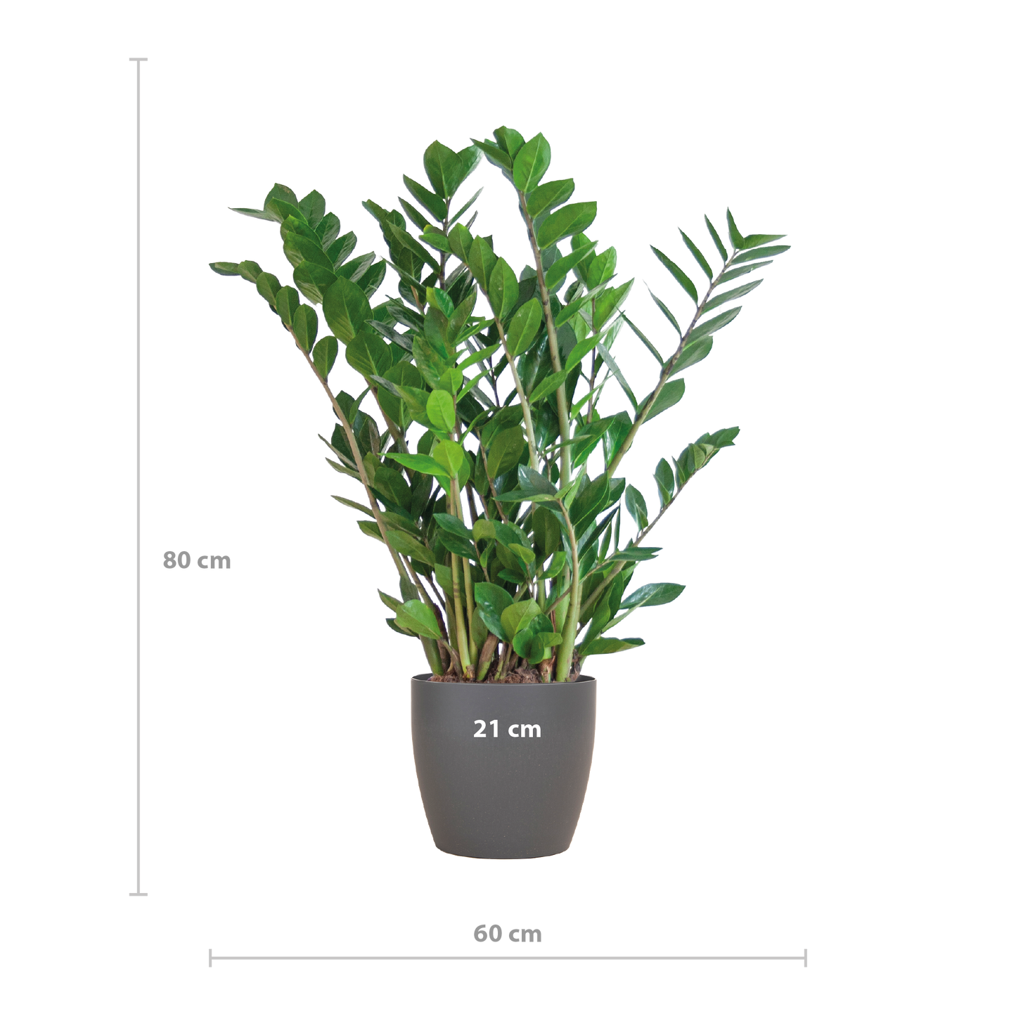 Zamioculcas Zamiifolia Kamerplant | ZZ Plant | met grijze pot