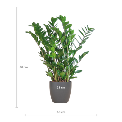 Zamioculcas Zamiifolia Kamerplant | ZZ Plant | met grijze pot