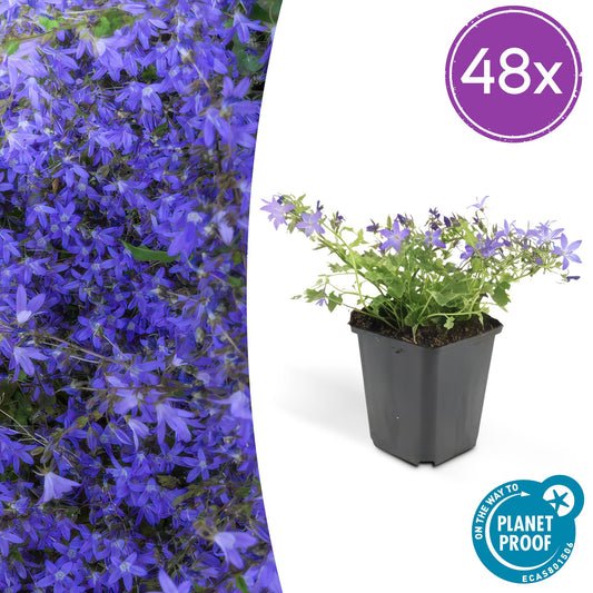 Campanula poscharskyana ‘Stella’ – laagblijvende vaste plant met blauwe bloemen, ideaal als bodembedekker of borderplant – Planttoday