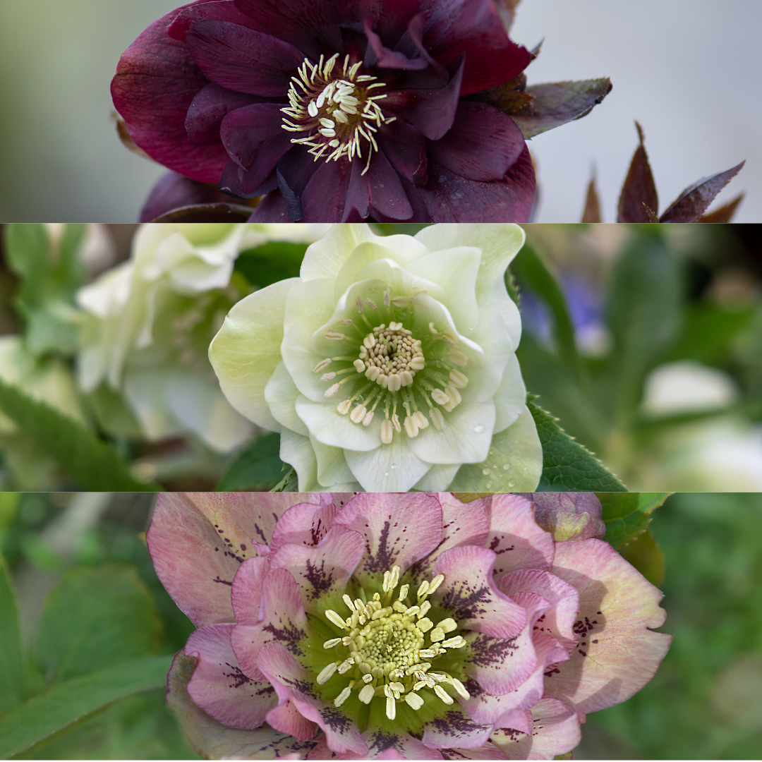 Set van 3 Helleborus Orientalis – bijzondere kerstroos met winterbloeiende bloemen in diverse kleuren, compact en onderhoudsvriendelijk, ideaal voor herfst- en wintertuin.