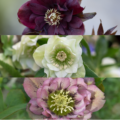 Set van 3 Helleborus Orientalis – bijzondere kerstroos met winterbloeiende bloemen in diverse kleuren, compact en onderhoudsvriendelijk, ideaal voor herfst- en wintertuin.