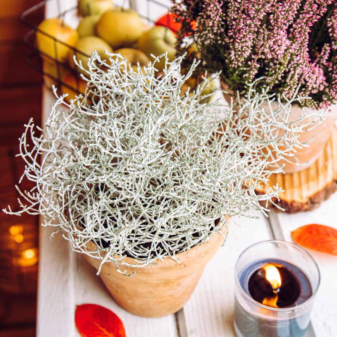 Set van 6 Calocephalus (zilverstruikjes) met zilvergrijze vertakkingen – winterharde tuinplanten in pot Ø10 cm, ca. 15–20 cm hoog.”