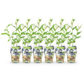 6 x Fruitplanten Blauwe Bes Vaccinium corymbossum Goldtraube | Biofruit - Planttoday