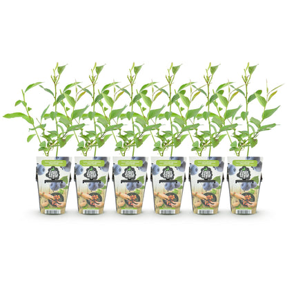 6 x Fruitplanten Blauwe Bes Vaccinium corymbossum Goldtraube | Biofruit
